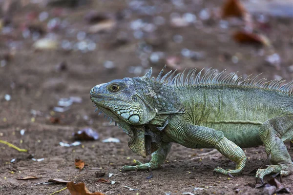 Kosta Rika Yabani Yeşil Iguana — Stok fotoğraf