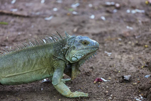 Wild Green Iguana Costa Rica — Stock Photo, Image