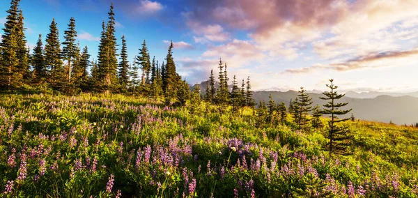 Гірський Луг Сонячний День Природний Літній Пейзаж — стокове фото