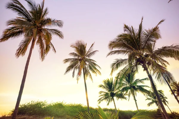 热带岛屿棕榈树种植园 — 图库照片