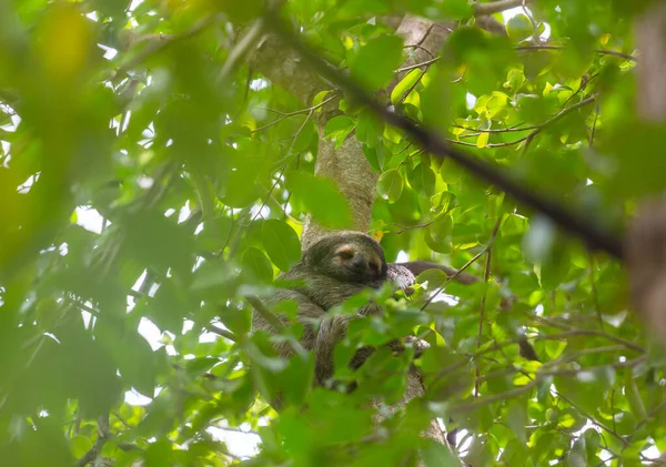 Preguiça Árvore Costa Rica América Central — Fotografia de Stock