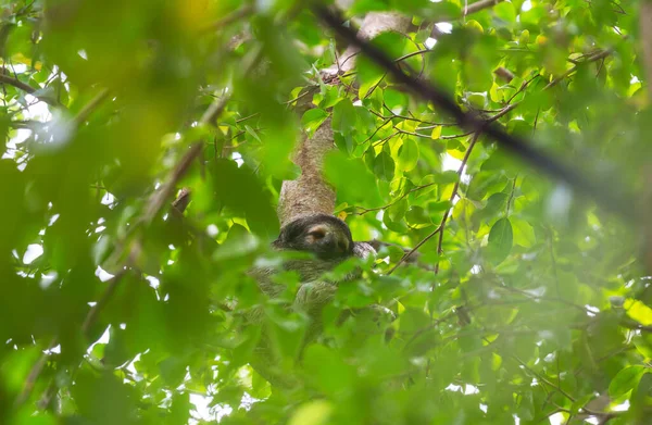Das Faultier Auf Dem Baum Costa Rica Mittelamerika — Stockfoto