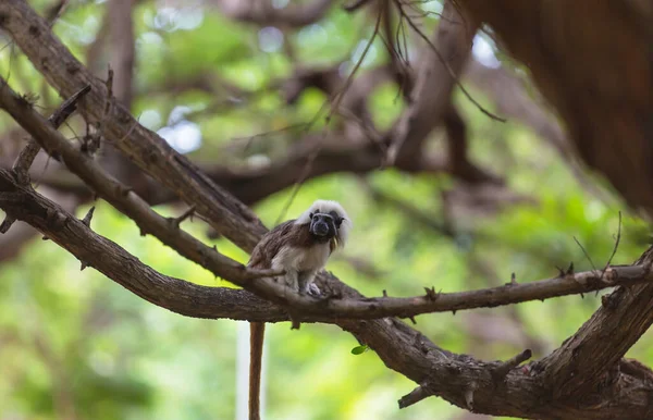 Erişkin Pamuklu Tamarin Saguinus Oedipus Kolombiya Bir Ağaçta Oturuyor — Stok fotoğraf