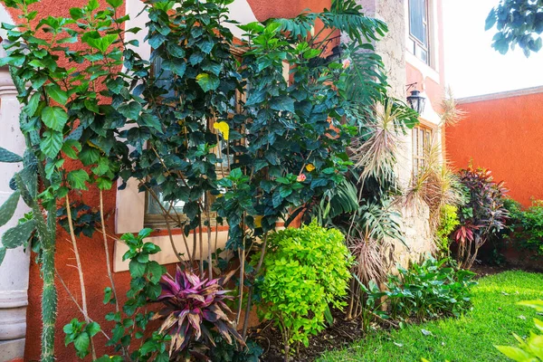 Exotické Rostliny Malé Tropické Zahradě Blízkosti Domu Mexiku — Stock fotografie