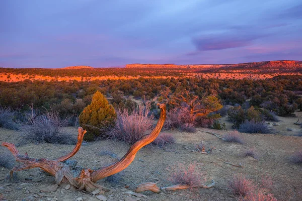 Paysages Américains Prairie Falaises Utah États Unis — Photo