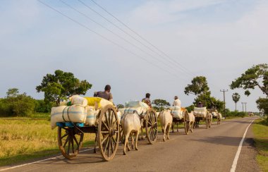 Traditional ox cart on the countryside road, Sri Lanka