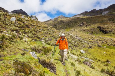 Kolombiya, Güney Amerika 'da yüksek dağlarda yürüyüş yapan bir yürüyüşçü.