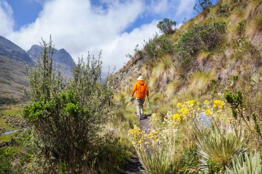 Kolombiya, Güney Amerika 'da yüksek dağlarda yürüyüş yapan bir yürüyüşçü.