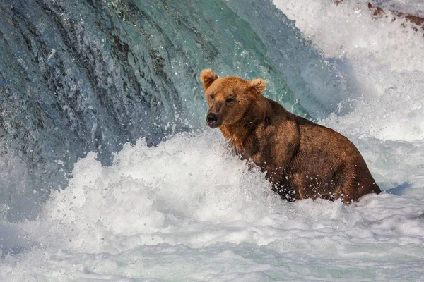 Medvěd Grizzly Lovící Lososa Brooksu Padá Pobřežní Medvědi Hnědí Rybaří — Stock fotografie