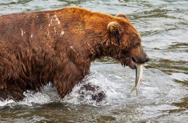 Niedźwiedź Grizzly Polujący Łososia Brooks Falls Brązowe Niedźwiedzie Grizzly Łowiące — Zdjęcie stockowe