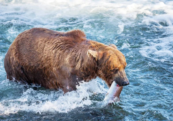 ブルックスでグリズリークマ狩りサーモンが落下します アラスカのカトマイ国立公園で沿岸ブラウングリズリーベアーズ釣り 夏のシーズン 自然の野生生物のテーマ — ストック写真