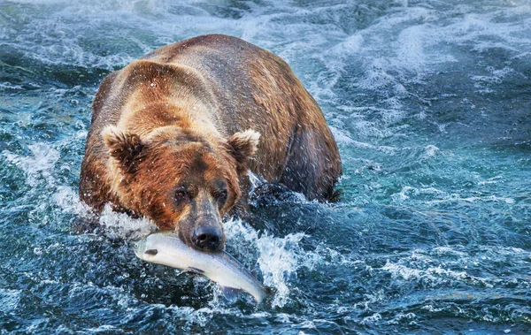 Urso Pardo Caçar Salmão Brooks Cai Costa Brown Grizzly Bears — Fotografia de Stock