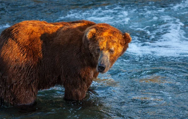 Een Grizzlybeer Jaagt Zalm Bij Brooks Falls Coastal Brown Grizzly — Stockfoto