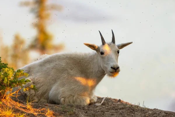 Wild Mountain Goat Cascade Bergen — Stockfoto