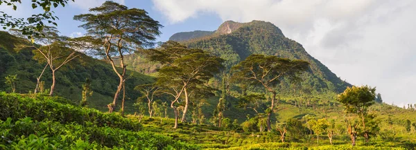 Vackra Gröna Naturlandskap Sri Lanka Bergen — Stockfoto