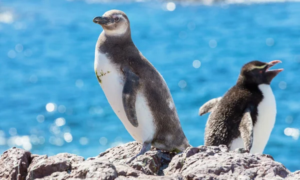 Pingwin Magellanowy Spheniscus Magellanicus Patagonii — Zdjęcie stockowe