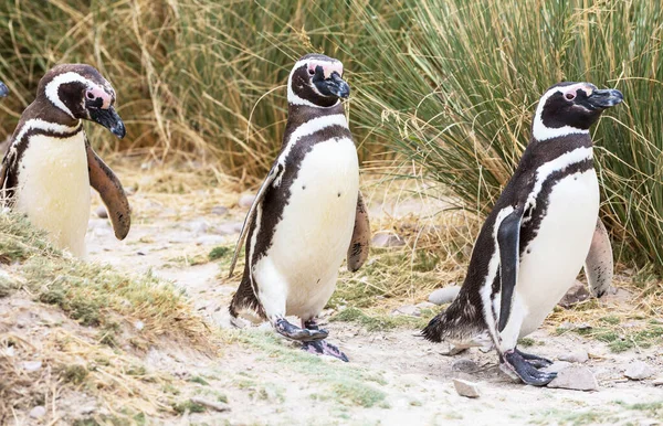 Magellanic Penguin Spheniscus Magellanicus Patagonia — Stock Photo, Image