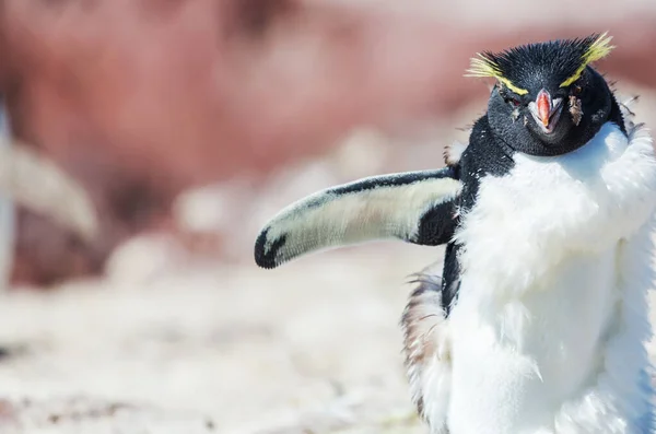 Pingwiny Rockhopper Południowej Argentynie — Zdjęcie stockowe