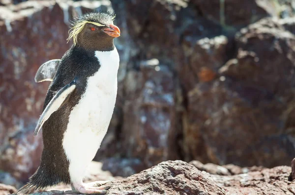 阿根廷南部的Rockhopper企鹅 — 图库照片