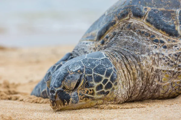 Giant Sea Turtle Underwater Ocean Hawaii Usa — Stock Photo, Image