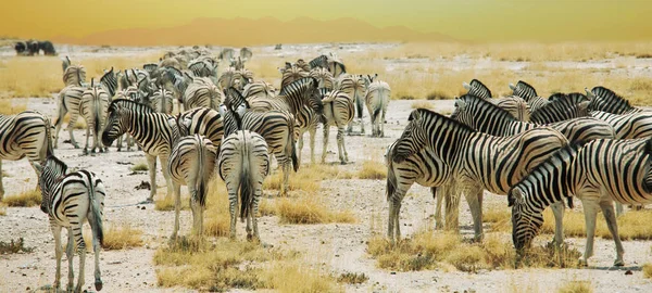 Zebras Planícies Africanas Nas Pastagens Savana Marrom Seco Navegação Pastoreio — Fotografia de Stock