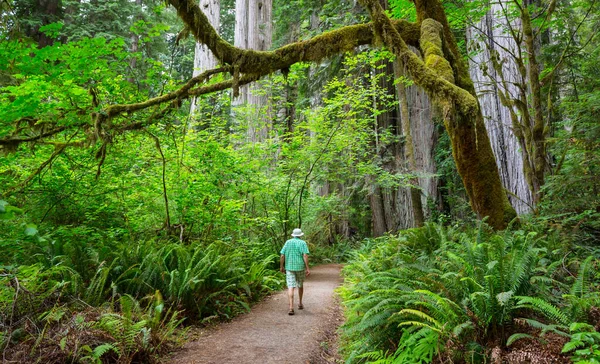 人类徒步旅行在森林中的小径上行走 自然休闲远足在户外旅行 — 图库照片