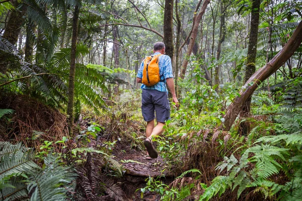 Uzun Yürüyüşe Çıkan Kimse Ormanda Yeşil Hawaii Abd Izinde — Stok fotoğraf