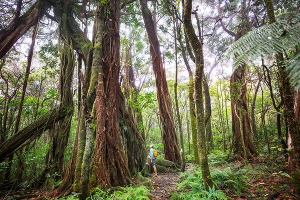 Мандрівного Слідах Зелені Джунглі Гаваї Сша — стокове фото