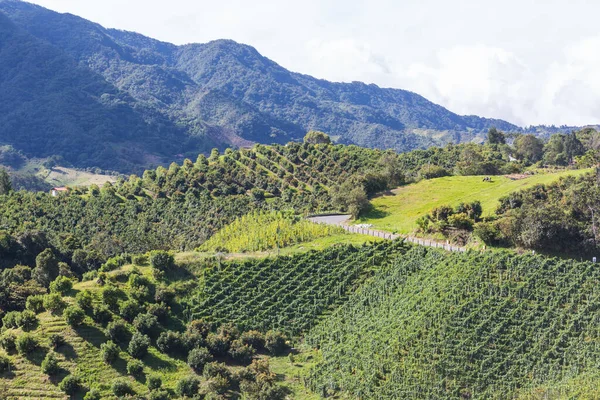Avocado Orchard Colombia Green Rural Landscapes — 图库照片