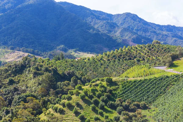 Avocado Orchard Colombia Green Rural Landscapes — Photo