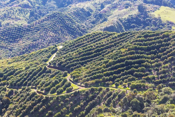 Avocado Orchard Colombia Green Rural Landscapes — Stok fotoğraf