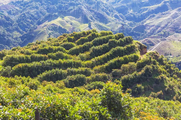 Avocado Orchard Colombia Green Rural Landscapes — Stockfoto