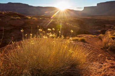 Utah, ABD 'de kumtaşı oluşumları. Güzel Alışılmadık manzaralar.