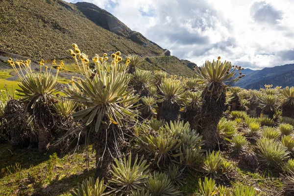 Forest Frailejones Espeletia Beautiful Plant Colombian Mountains South America — Stock Photo, Image