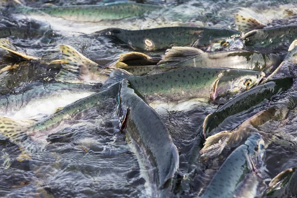 Deposizione Delle Uova Salmone Selvatico Alaska Estate — Foto Stock