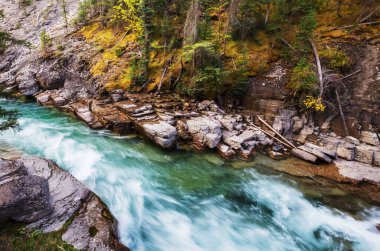 Yeşil ormandaki güzel küçük nehir