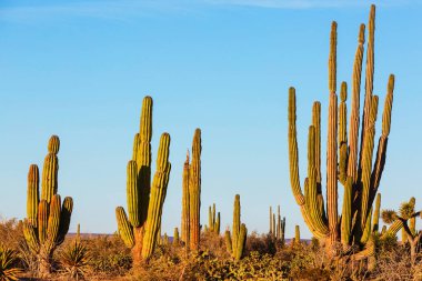 Meksika, Baja California 'daki Kaktüs tarlaları