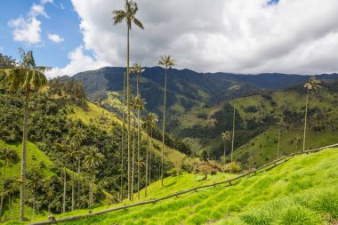 Kolombiya, Güney Amerika 'da alışılmadık Cocora Vadisi.