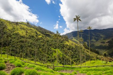 Kolombiya, Güney Amerika 'da alışılmadık Cocora Vadisi.