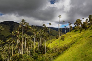 Kolombiya, Güney Amerika 'da alışılmadık Cocora Vadisi.