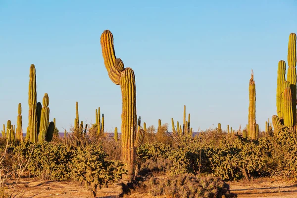Kaktusová Pole Mexiku Baja California — Stock fotografie