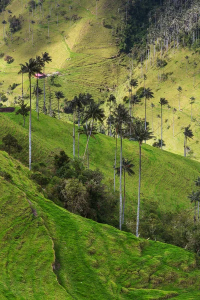 Neobvyklé Cocora Valley Kolumbii Jižní Amerika — Stock fotografie