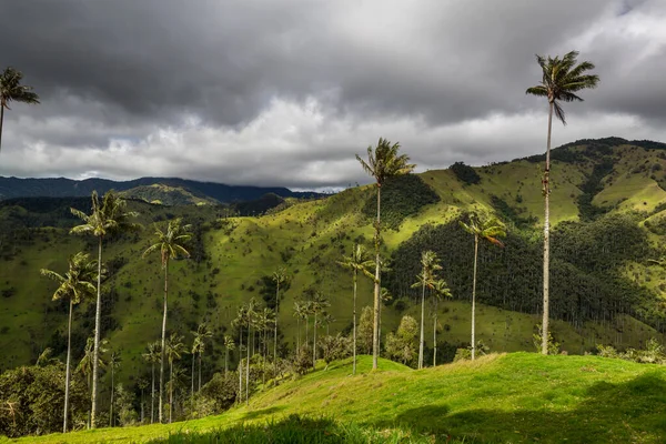 Vallée Inhabituelle Cocora Colombie Amérique Sud — Photo