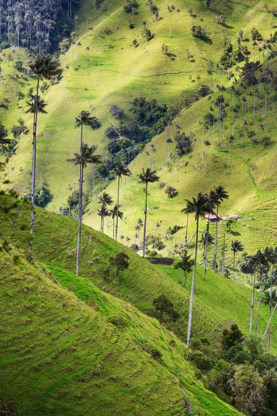Ungewöhnliches Cocora Tal Kolumbien Südamerika — Stockfoto