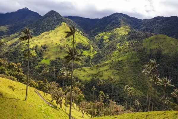 Inusual Valle Del Cocora Colombia América Del Sur — Foto de Stock