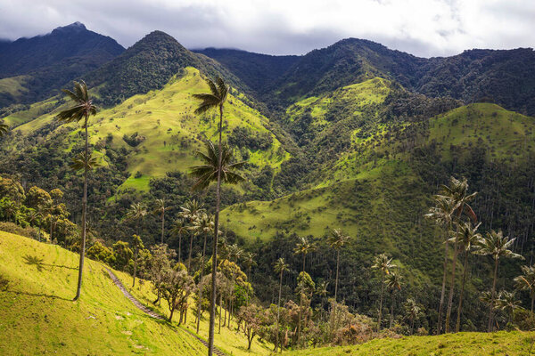 Unusual Cocora Valley in Colombia, South America.