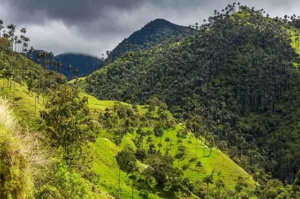 콜롬비아 남아메리카의 비정상적인 코코라 — 스톡 사진