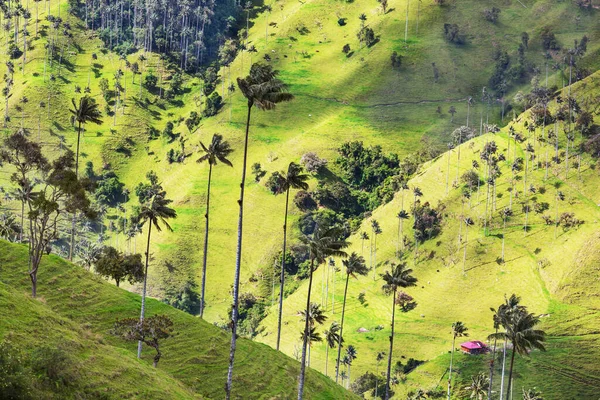 Neobvyklé Cocora Valley Kolumbii Jižní Amerika — Stock fotografie