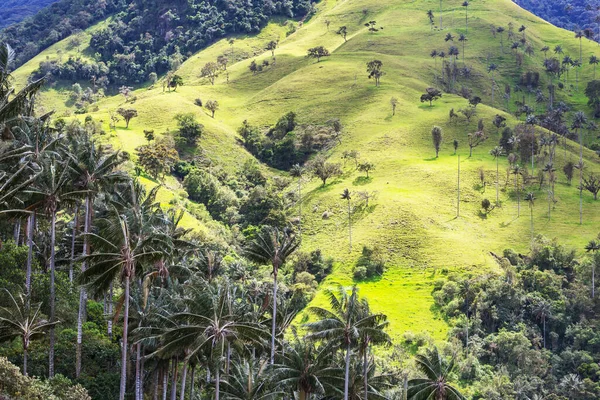 Niezwykłe Cocora Valley Kolumbii Ameryka Południowa — Zdjęcie stockowe