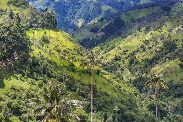 Unusual Cocora Valley Colombia South America — Stock Photo, Image